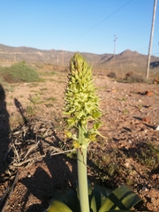 Ornithogalum xanthochlorum