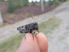 Oedipoda caerulescens