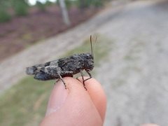 Oedipoda caerulescens