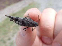 Oedipoda caerulescens