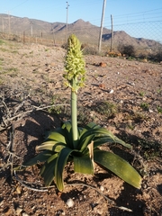 Ornithogalum xanthochlorum