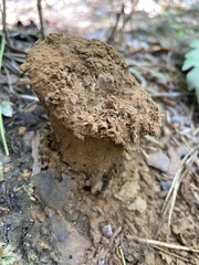 Pisolithus arenarius