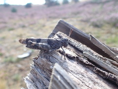 Oedipoda caerulescens