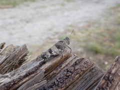 Oedipoda caerulescens