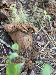 Pisolithus arenarius