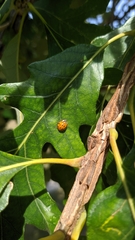 Harmonia axyridis
