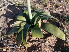 Ornithogalum xanthochlorum