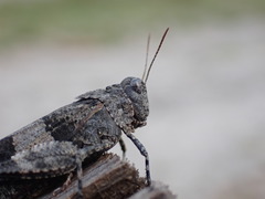 Oedipoda caerulescens