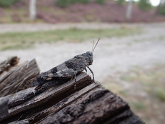 Oedipoda caerulescens