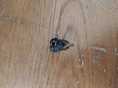 Lucanus tetraodon