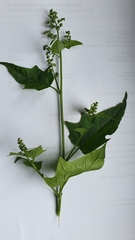 Chenopodiastrum hybridum