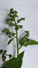 Chenopodiastrum hybridum