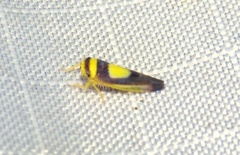 Colladonus clitellarius