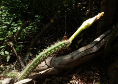 Praecereus euchlorus
