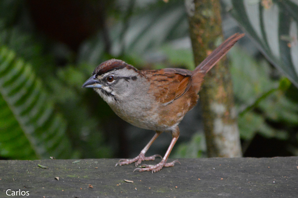 Thicket sparrows