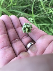 Dactyloctenium radulans