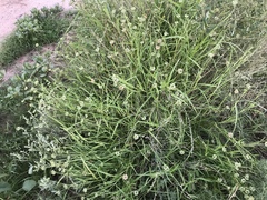 Dactyloctenium radulans