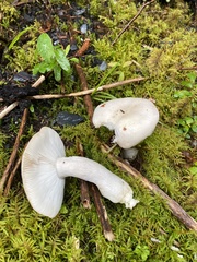 Russula stuntzii
