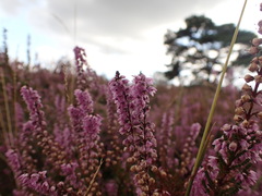 Calluna vulgaris