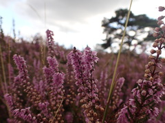 Calluna vulgaris