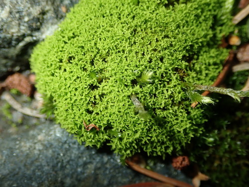 Streblotrichum convolutum