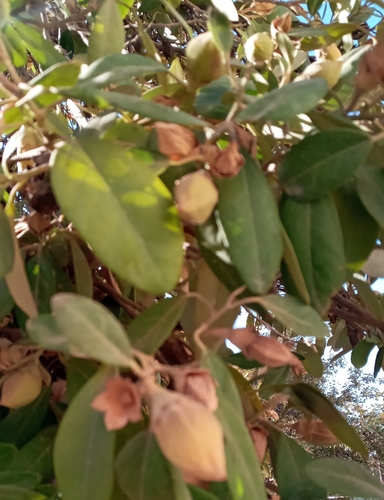 Lagunaria patersonia image