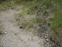 Gratiola quartermaniae