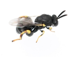 Brachymeria tibialis