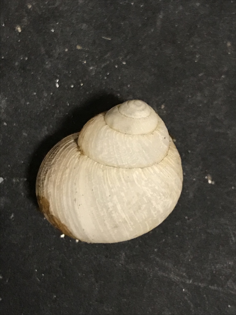 Point Pinos shoulderband