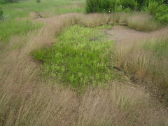 Gratiola quartermaniae