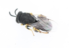 Brachymeria tibialis