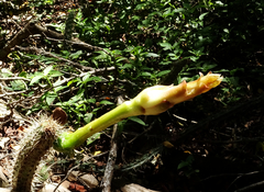 Praecereus euchlorus