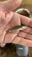 Micropterus punctulatus