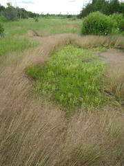 Gratiola quartermaniae