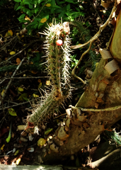 Praecereus euchlorus