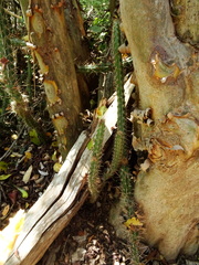 Praecereus euchlorus