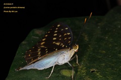 Lexias pardalis dirteana