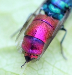 Chrysis impressa
