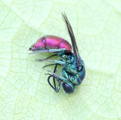 Chrysis impressa