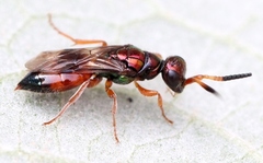 Cleptes semiauratus