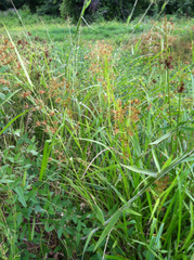 Rhynchospora macrostachya