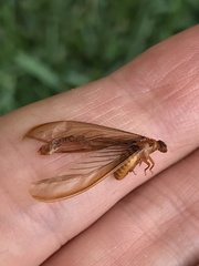 Tenuirostritermes
