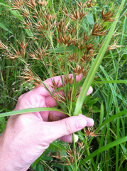 Rhynchospora macrostachya