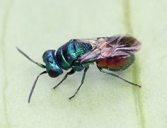 Pseudomalus auratus