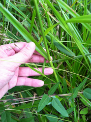 Rhynchospora macrostachya