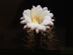 Nyctocereus serpentinus