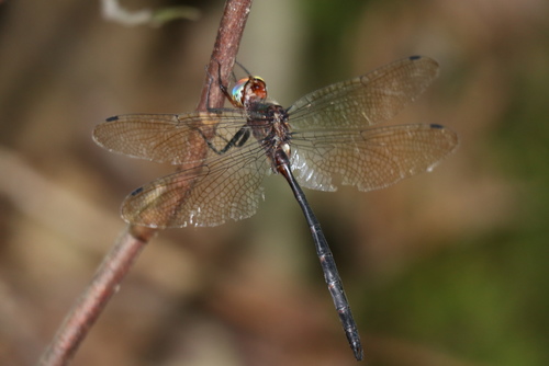 Mocha Emerald photo 5