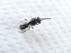 Hymenoptera