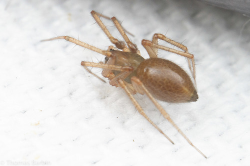 Helophora insignis