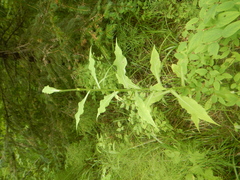 Saussurea neoserrata